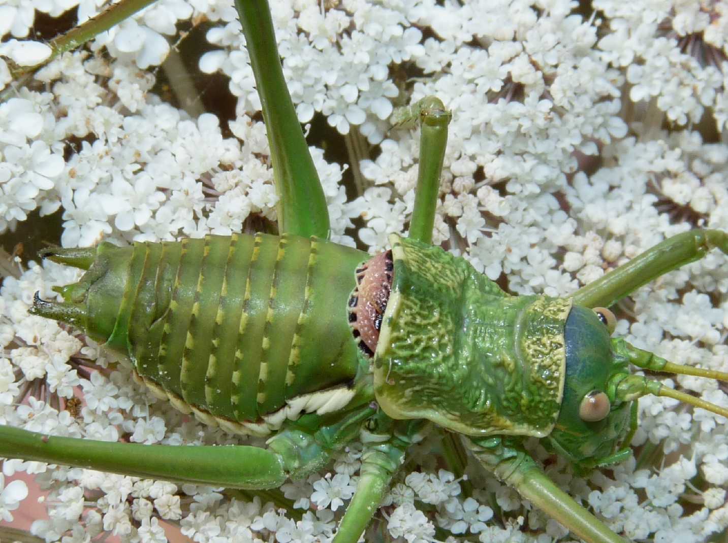 Uromenus di Tolfa: U. (Bolivarius) elegans